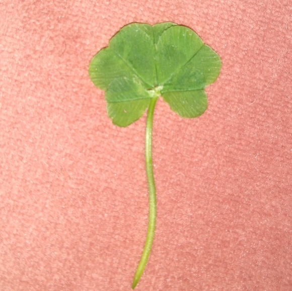 🍀 Real Wild Five 5 Leaf Clover Rare Luck REAL Found 4/26/23 in USA yard Lucky - Picture 7 of 17